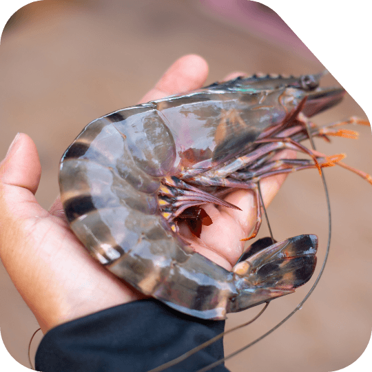Prawns & Shrimps